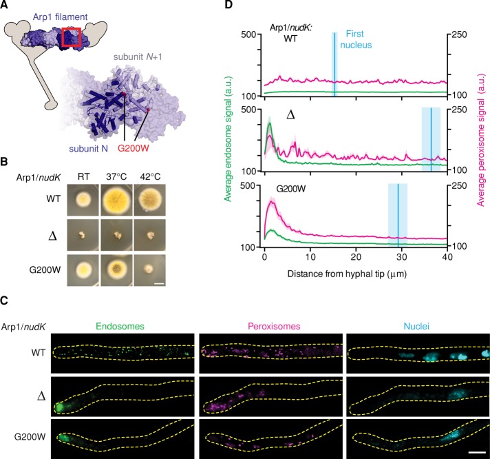 FIGURE 2: