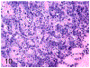 Figure 10.