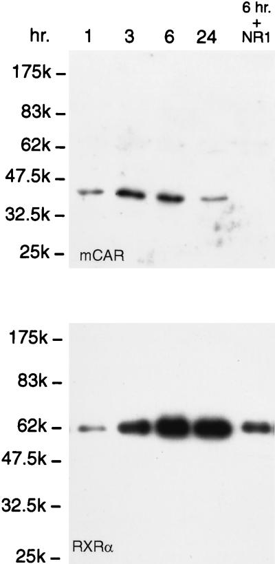 FIG. 5