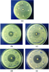 Fig. 6