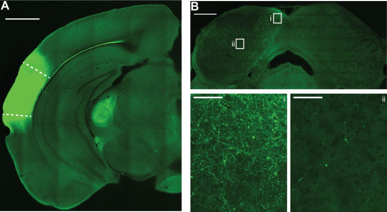 Figure 1—figure supplement 1.