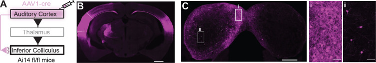 Figure 1—figure supplement 2.