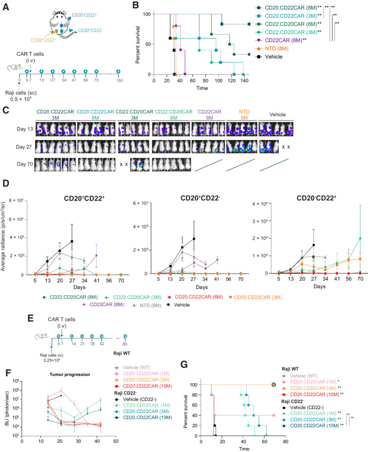 Figure 4. Efficient in vivo activity exerted by CD20xCD22 CAR T cells against different combinations of antigen-expressing cells in an aggressive lymphoma model. A, Schematic showing tumor model experimental design with NSG mice injected subcutaneously with Raji cells (Burkitt lymphoma). B, Kaplan–Meier curves showing survival of NSG animals with subcutaneous Raji tumors treated with different versions of CD20xCD22 CAR and CD22 CAR T cells (n = 3–6). C, BLI of tumors of NSG mice treated with indicated CAR T cells and measured at different timepoints. D, Graphs measuring of growth of CD20+CD22+, CD20+CD22−, and CD20−CD22+ tumors, respectively, after treated with the indicated does of CD22.CD20CAR, CD20.CD22CAR, and CD22CAR as indicated. Average radiance (photons/second/cm2/sr) is shown. E, Schematics showing the design of the disseminated lymphoma model study with different Raji cells to model antigen escape. F and G, Tumor growth control overtime and Kaplan–Meier curves after intravenous administration of Raji tumor cells and CAR T-cell treatment with the indicated constructs (n = 5). Statistical value was calculated against vehicle. Log-rank Mantel–Cox test was calculated for survival curves. Significant values are indicated. P-value definition: *<0.05, **<0.01, ***<0.001, ****<0.0001. WT, wild-type.