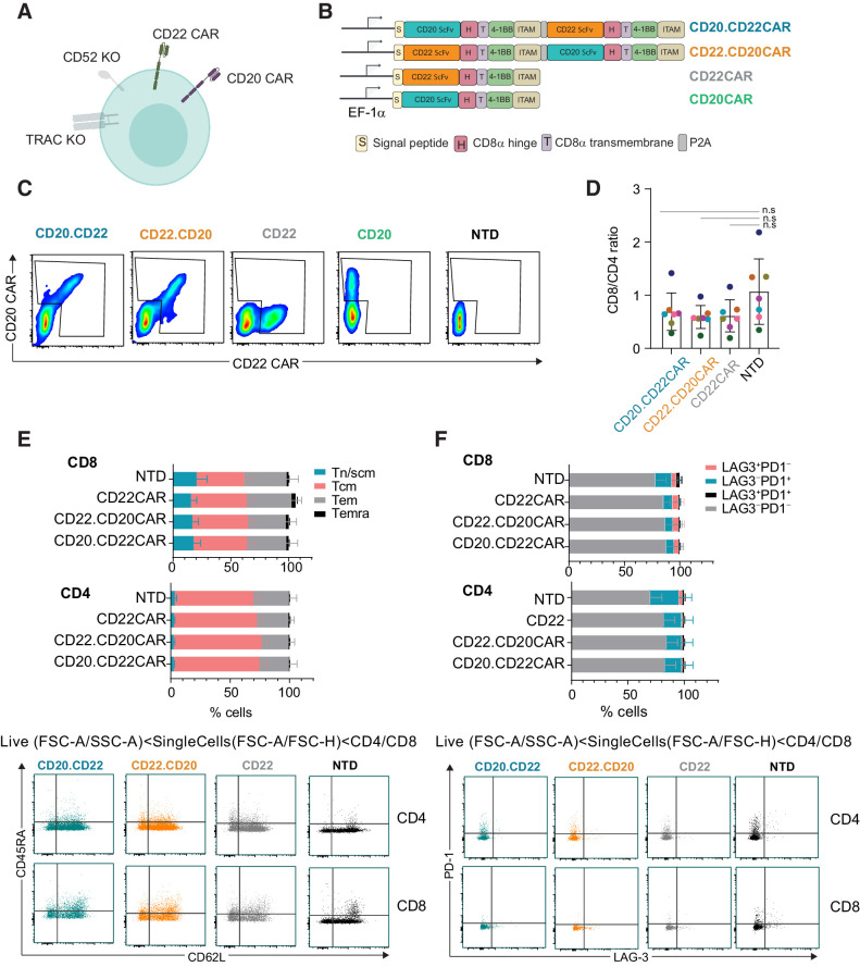 Figure 1. CD20xCD22 CAR T cells can be efficiently generated. A, Diagram showing CD20xCD22 CAR T cells including all attributes. B, Dual and single CAR T-cell constructs used in this study. C, Flow cytometry data showing CAR expression for dual and single CAR T cells (representative diagram of n = 6–15 from four independent experiments). D, Ratio of CD8/CD4 cells in the productions indicated. Mean ± SD is shown. E, Flow cytometry data showing differentiation status of CAR T cells expressing the indicated CAR constructs. Tn/scm: naïve T cells (CD45RA+CD62L+); Tcm: central memory T cells (CD45RA−CD62L+); Tem: effector memory T cells (CD45RA−CD62L−); Temra: effector memory T cells RA (CD45RA+CD62L−). Representative dot plots are shown below. F, Expression of exhaustion markers PD-1 and LAG-3 in CD8+ and CD4+ cells from CD20xCD22 CAR at the end of production. Representative dot plots are shown below. N = 7 from three independent experiments for both E and F. Mean ± SEM is represented. One-way ANOVA was performed with Tukey correction for multiple comparisons was perfomed and no significant differences were identified.