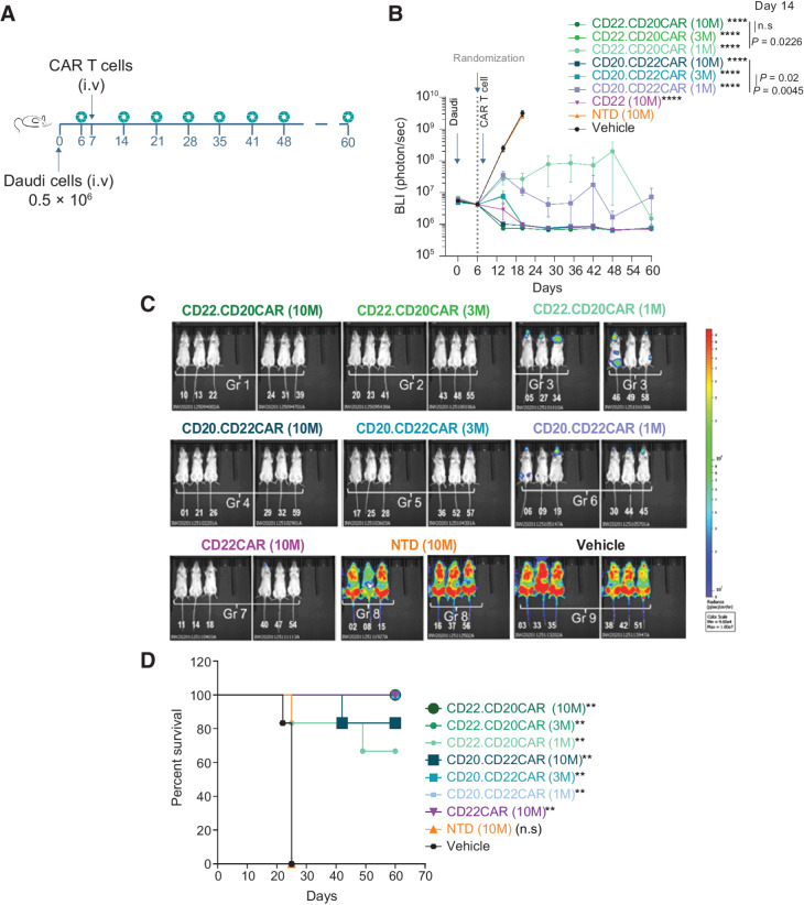 Figure 3. CD20xCD22 CAR T cells display robust tumor control activity in a dose-dependent manner in vivo. A, Schematics showing the design of the disseminated lymphoma model study with Daudi cells. B, Tumor growth control overtime after tumor implantation and CAR T-cell treatment with the indicated constructs using intravenously administered Daudi cells, n = 6 per condition. One-way ANOVA was performed with Tukey correction. Mean ± SEM is shown. C, Representative bioluminescence ventral at day 20 of the study. D, Kaplan–Meier curves showing survival of NSG animals treated with different versions of CD20xCD22 CAR and CD22 CAR T cells. Log-rank Mantel–Cox test was calculated for survival curves. Significant values are indicated. P value definition: *<0.05, **<0.01, ***<0.001, ****<0.0001.