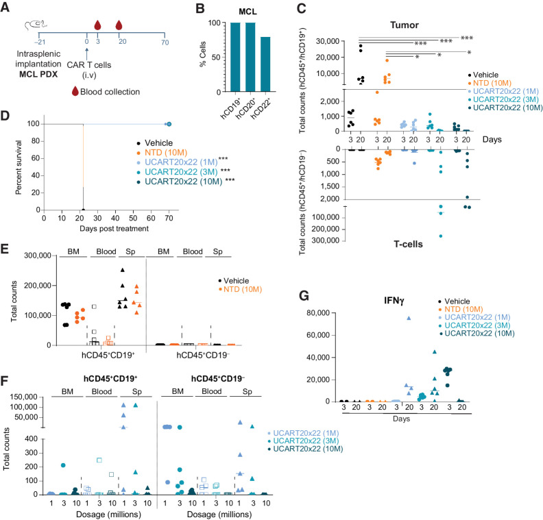 Figure 6. Patient-derived lymphoma models show improved overall survival upon CD20xCD22 CAR T-cell treatment. A, Schematic showing tumor model experimental design with NSG mice injected intrasplenically with primary MCL samples. n = 6 per condition. B, Levels of CD19, CD20, and CD22 in primary MCL sample. C, Graph showing tumor cells and T cells in peripheral blood collected at different timepoints. One-way ANOVA was calculated and significant events are indicated. D, Kaplan–Meier curves after intravenous administration of different amounts of CAR T cells in the PDX model. E and F, Evaluation of tumor cells (CD45+CD19+ cells) and CAR T cells in the BM, spleen (Sp), and peripheral blood of treated animals at day 22 for vehicle and NTD and day 70 for experimental CAR T-cell treatments. Each dot represents a mouse. G, Graph showing IFNγ levels in the plasma of the indicated mice at different days. One-way ANOVA was calculated for experimental samples and no significant events were identified. Log-rank Mantel–Cox test was calculated for survival curves. Significant values are indicated. P-value definition: *<0.05, **<0.01, ***<0.001, ****<0.0001.