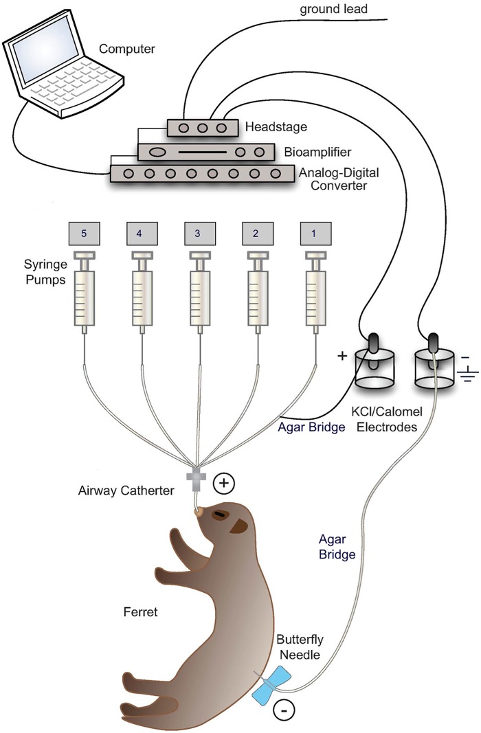 Fig 1