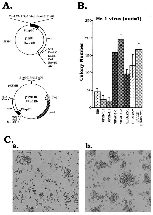 FIG. 7