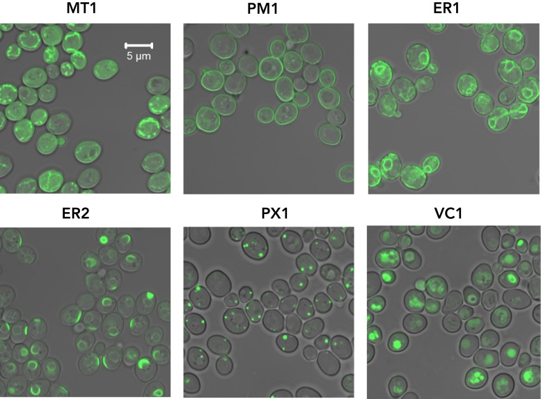 Figure 4.