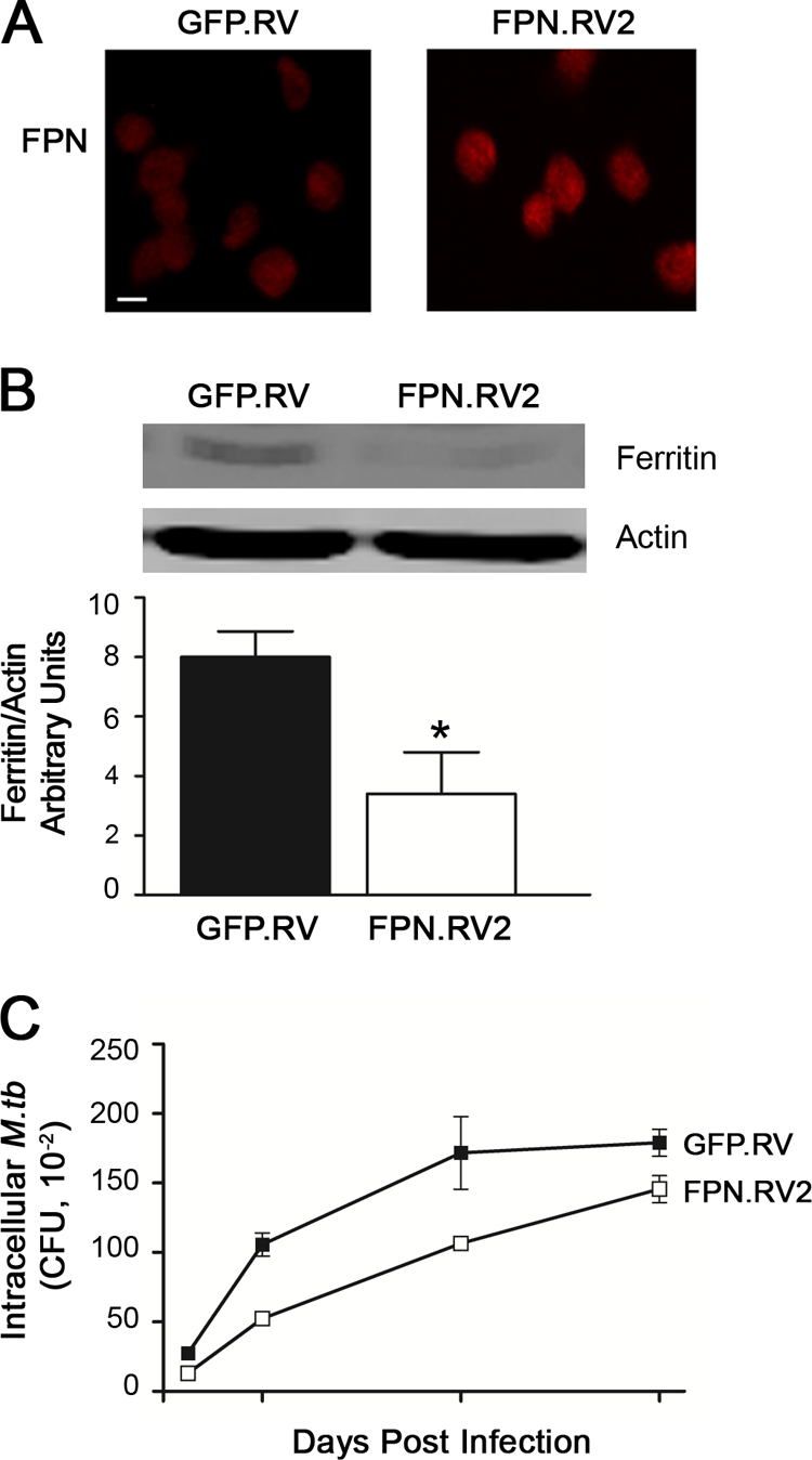 FIG. 1.