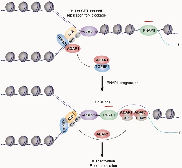 Graphical Abstract