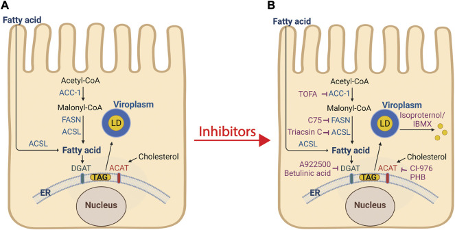 FIGURE 3