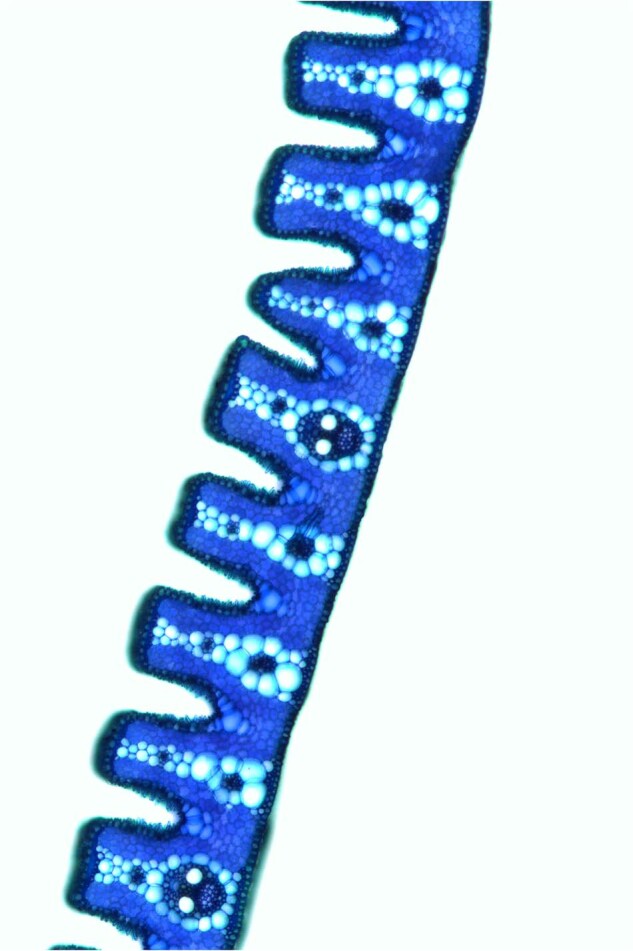 Fig. 2