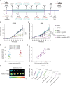 Figure 5. Ketotifen enhances long-term response to chemoimmunotherapy combination treatment. A, Study treatment protocol for the MCA205 and K7M2 tumor model. Ketotifen was given daily until the completion of the study, once the tumors were palpable. For the MCA205 tumor model, the first cycle of doxorubicin or/and anti–PD-L1 (aPD-L1) treatment was administered via intraperitoneal injection on day 7, allowing ketotifen to prime the TME. Two additional cycles of doxorubicin or/and anti–PD-L1 were followed on days 10 and 13 for MCA205. Shear wave elastography measurements were obtained on day 7 right before chemoimmunotherapy initiation, on day 11, and after completion of the three treatment cycles (day 15). Primary tumors were excised on day 16. On day 63, survivors were rechallenged with the MCA205 cell line, and tumor volume was monitored for 24 days. For the K7M2 tumor model, doxorubicin or/and anti–PD-L1 treatment was administered on days 22, 25, 28, and 31. Shear wave elastography measurements were obtained on day 22 right before chemoimmunotherapy initiation and on day 32. Mice were sacrificed and primary tumors were excised on day 33. B, Growth curves of MCA205 tumors treated as indicated until day 16 (n = 10 mice per group). C, Relative growth curves of K7M2 tumors treated as indicated (n = 6 mice per group). Data are presented as mean ± SE. Statistical analyses were performed by comparing means between two independent groups using the two-way ANOVA test with Dunnett correction. D, Clustering of the experimental average tumor growth after treatment and elastic modulus. Error bars present the mean ± SD of clusters. E, Linear regression of tumor growth rate after treatment (Vr) as a function of elastic modulus (E), initial volume at the beginning of treatment (V0), tumor type, and treatment. Vr = a E + b V0 + c E V0 + d, where the parameters a, b, and c depend on tumor type and d on treatment and tumor type. The fitted model has a coefficient of regression (R2) equal to 0.79. F, Ex vivo immunofluorescence images of ketotifen or control K7M2 tumors 6 hours after the intravenous injection of the Atto 680-anti–PD-L1 antibody. G, Individual growth curves of MCA205 tumors after rechallenging survivors. Age-matched naïve mice were used as control. (A, Created with BioRender.com.)