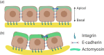 Curvature sensing at a multicellular scale. (a) On the flat surface, cell–cell tension generated by inward actomyosin contraction is balanced between two neighboring cells. Epithelium is securely attached to the substrate provided there is adequate cell–ECM adhesion. (b) On the concaved surface, the tension between two neighboring cells results in forces pointing to the direction of the apical side, stretching the bond between integrin and ECM. The actomyosin contractility at the apical side increases to achieve balance by counteracting the stretching force. If the stretching force cannot be balanced, epithelium with decreased cell–ECM adhesion strength will detach from the substrate.