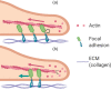 Cells change their movement modes on substrates withdifferent stiffness. (a) On stiff substrates, strong actomyosin–substrate coupling stretches mechanosensitive focal adhesion proteins, leading to the turnover of focal adhesions, a force-dependent process. (b) On soft substrates, weaker actomyosin–substrate coupling causes focal adhesion to be tugged backward, making more space between the membrane and the actin networks, allowing actin polymerization at the leading edge to drive the plasma membrane to expand forward.