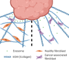 ECM alignment enhances stroma-ward diffusion of CAF-promoting factors, induces CAFs, and provides a track for CAFs to migrate toward the tumor. Left: initially, isotropic ECM limits diffusion of CAF-promoting factors. Right: aligned ECM by cancer cells allows CAF-promoting factors to diffuse more efficiently along the aligned ECM fibrils to reach stroma and induce stromal-residing cells to exhibit CAF phenotypes. The CAFs subsequently move toward the tumor along the aligned ECM fiber to further promote tumor progression.