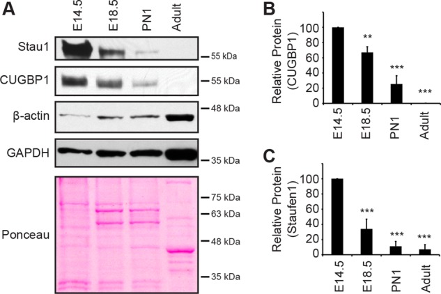 FIGURE 1: