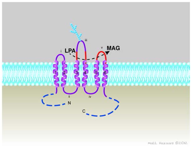 Lipid phosphate phosphatase (LPP3) and vascular development - PMC