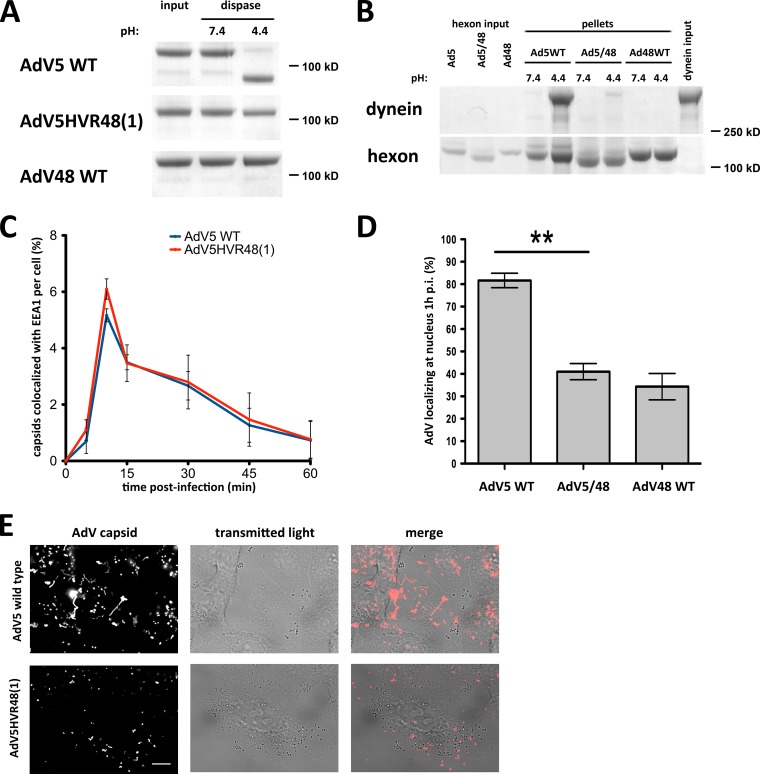 FIG 6