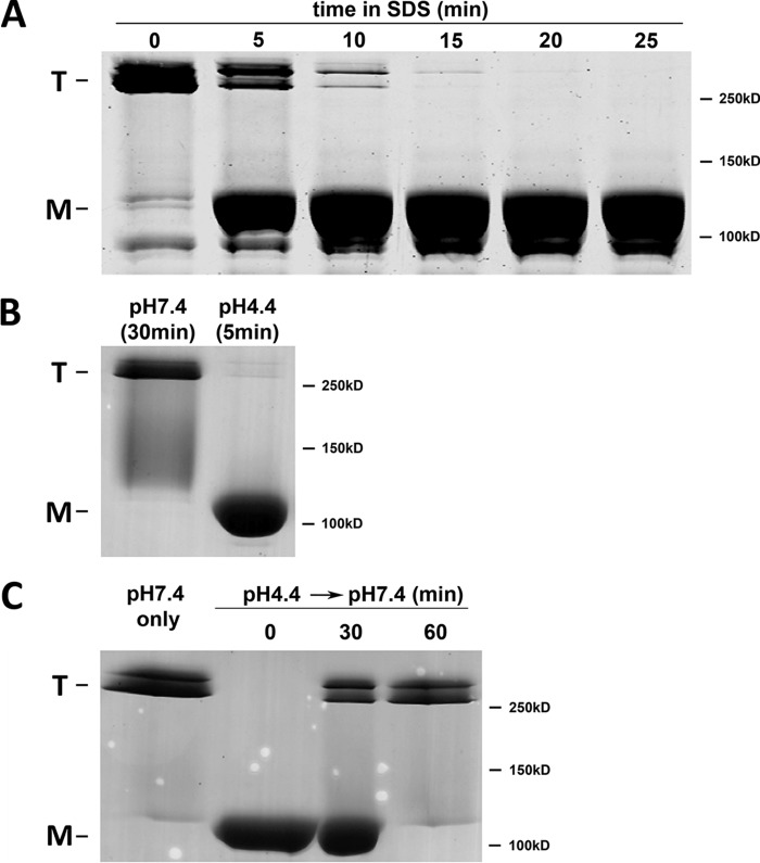 FIG 3