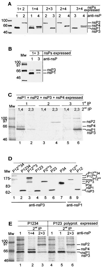 FIG. 2.