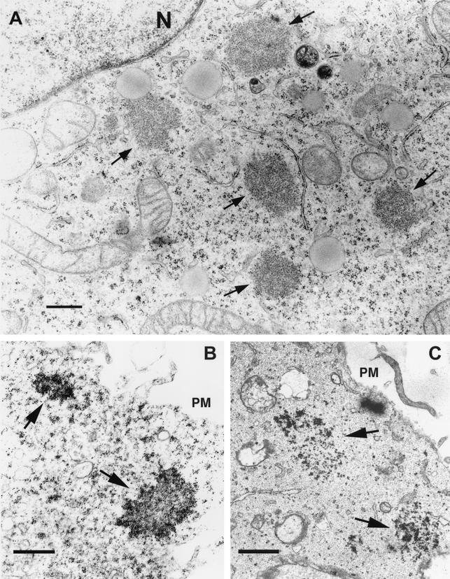 FIG. 7.