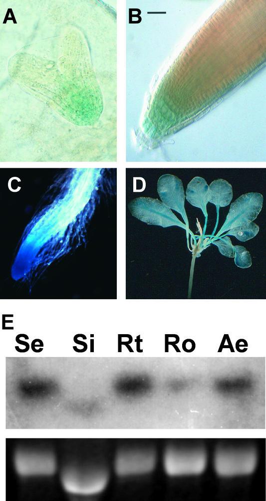 Figure 1.