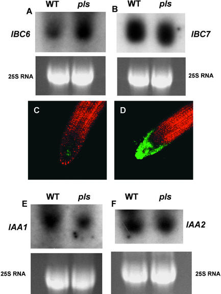 Figure 6.