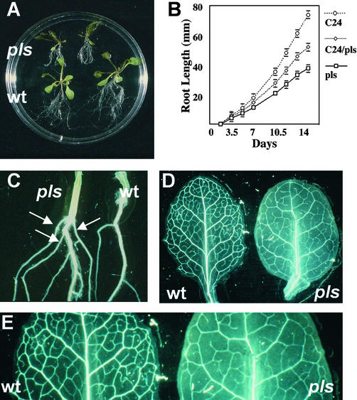 Figure 2.