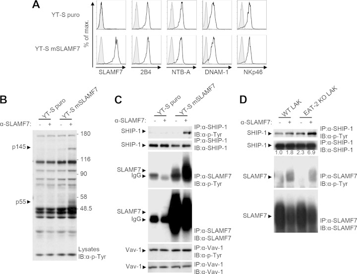 FIG 1