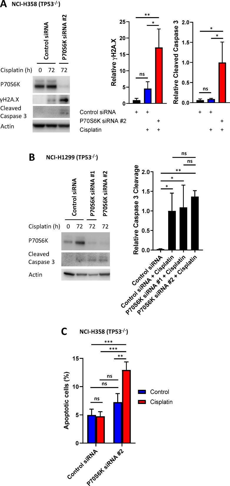 Figure 3—figure supplement 1.