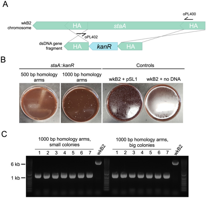 Fig 2.