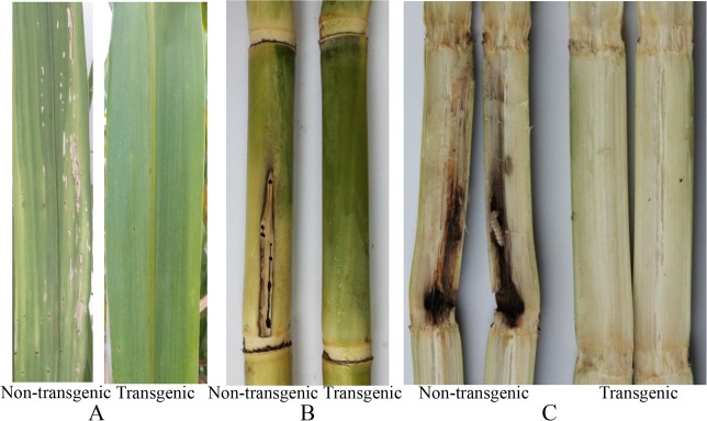 Fig 6