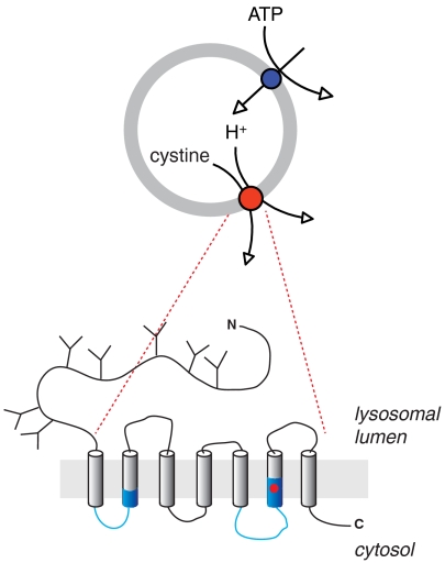 Fig. P1.