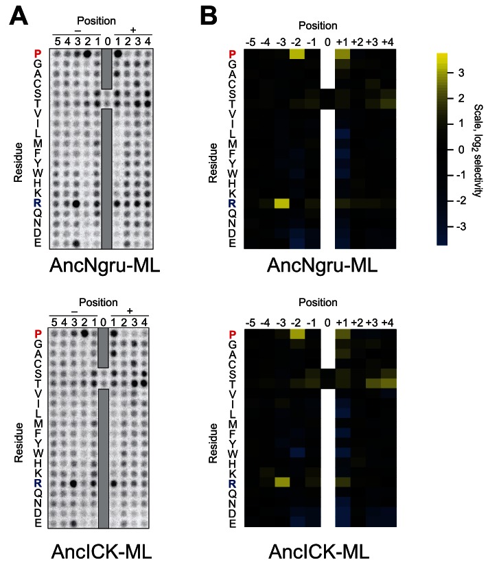 Figure 3—figure supplement 1.