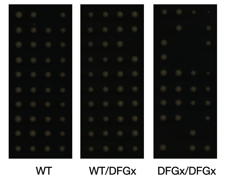 Figure 5—figure supplement 1.