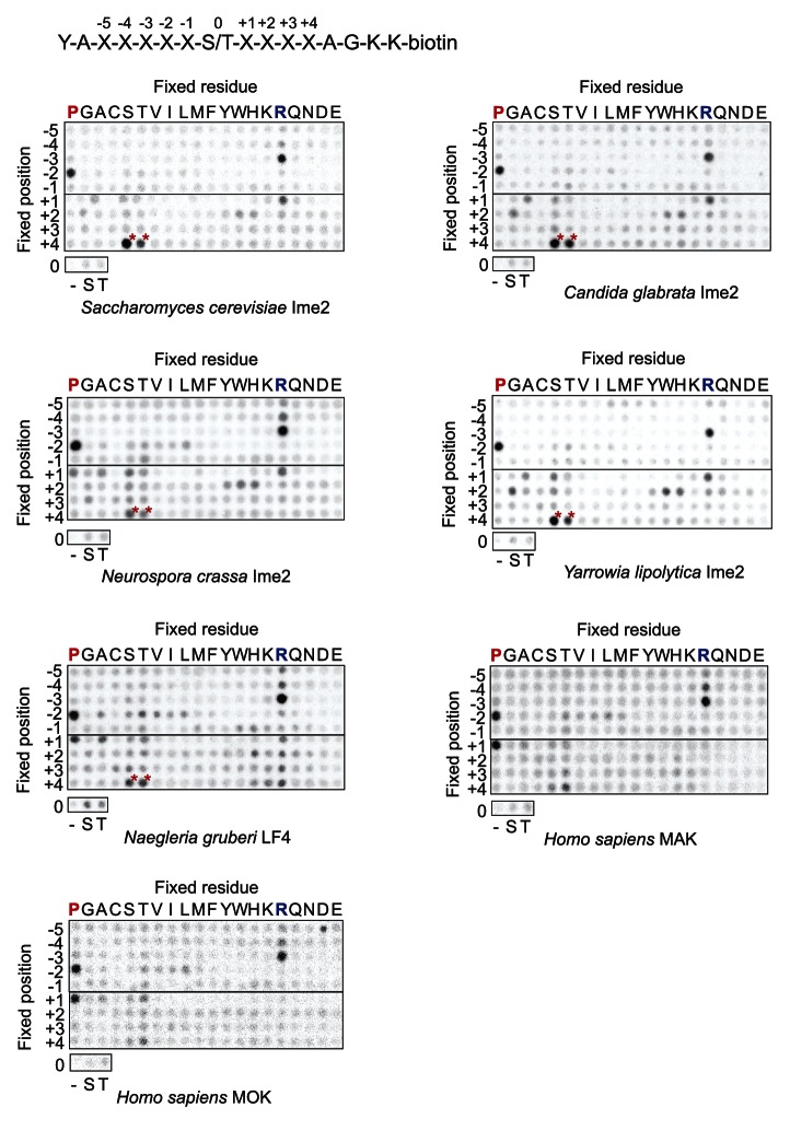 Figure 1—figure supplement 1.