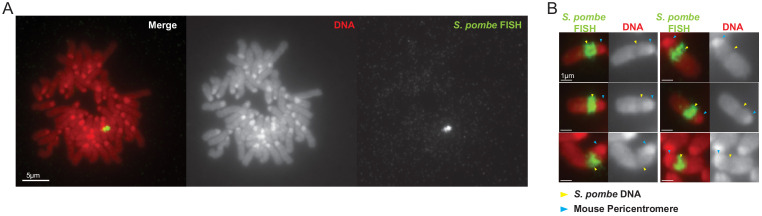 Figure 4—figure supplement 1.