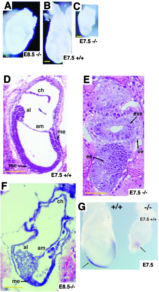 FIG. 6