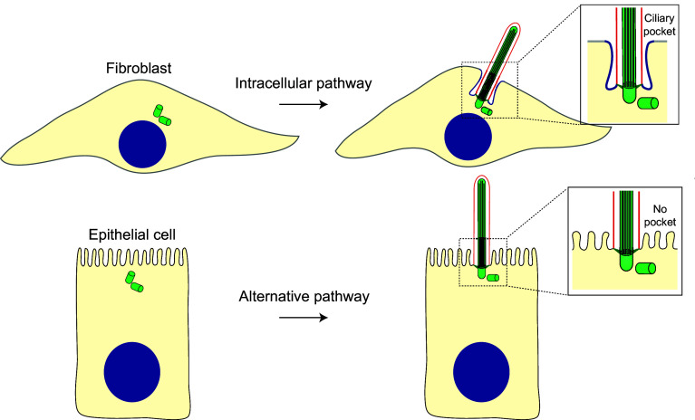 Fig. 4