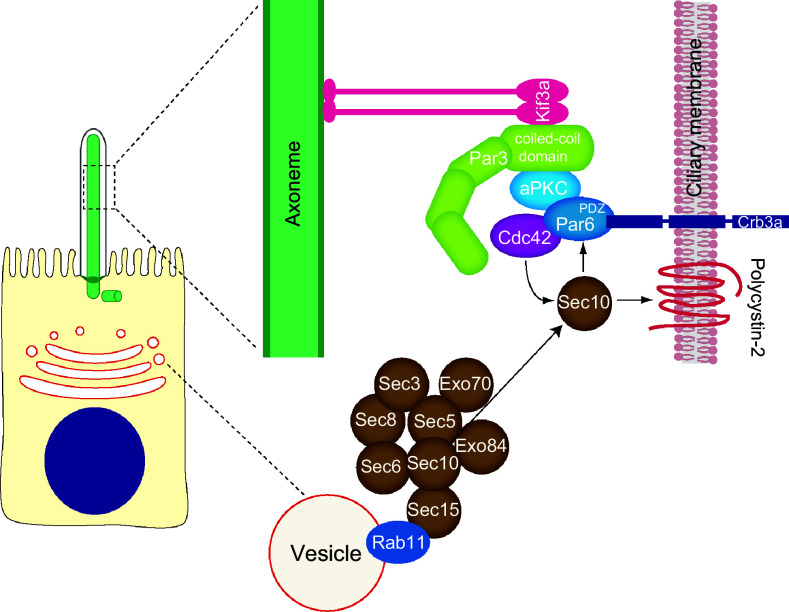 Fig. 3