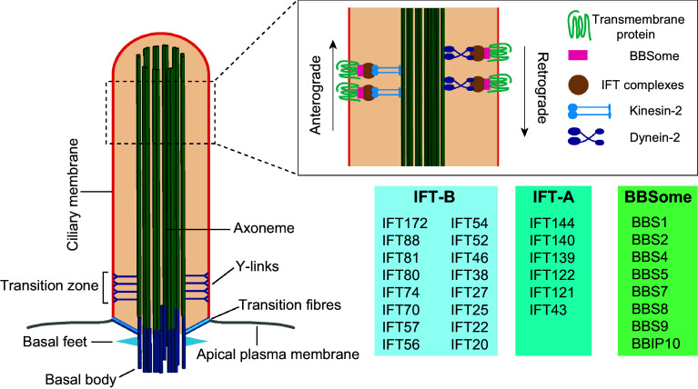 Fig. 2