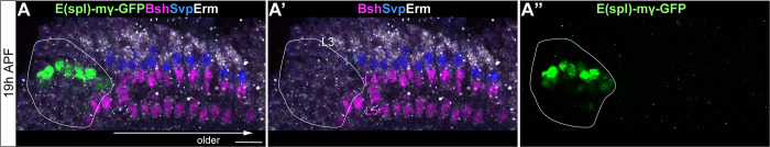 Figure 1—figure supplement 1.