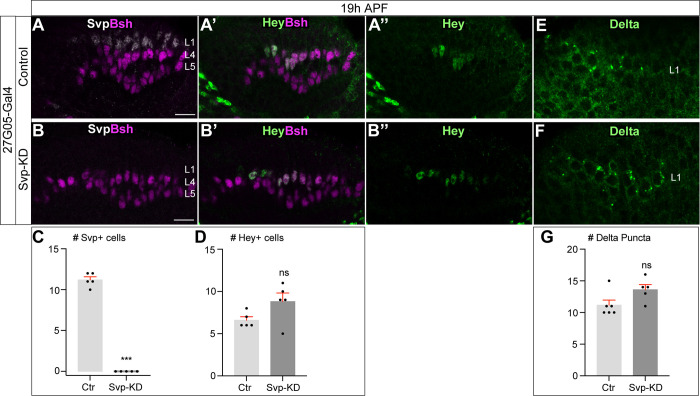 Figure 2—figure supplement 1.