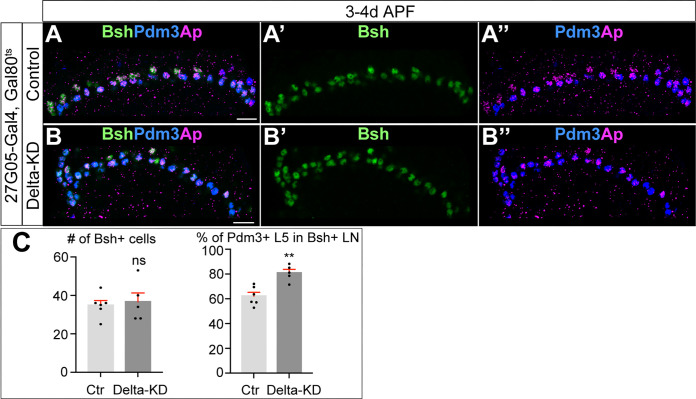 Figure 3—figure supplement 2.