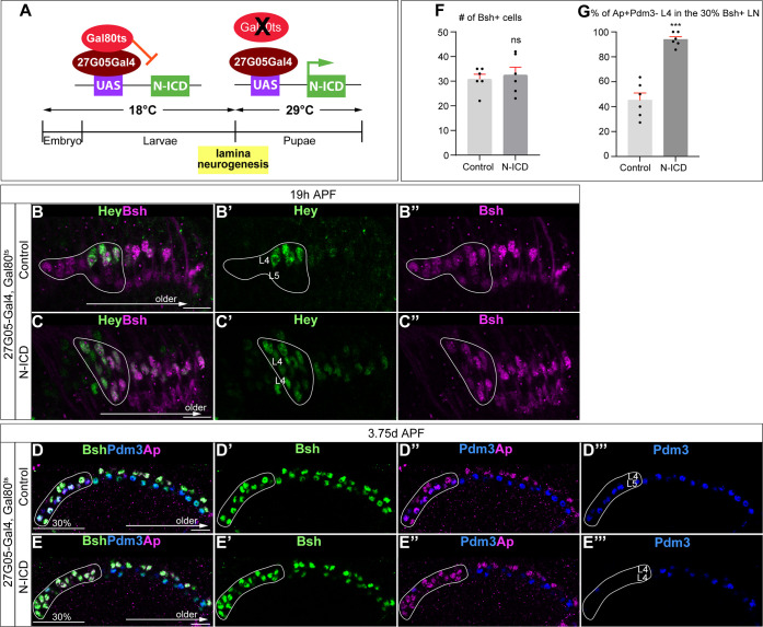 Figure 4—figure supplement 1.