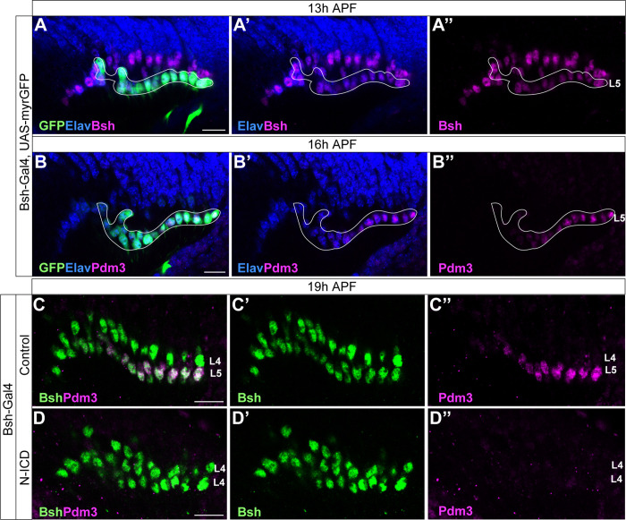 Figure 4—figure supplement 2.