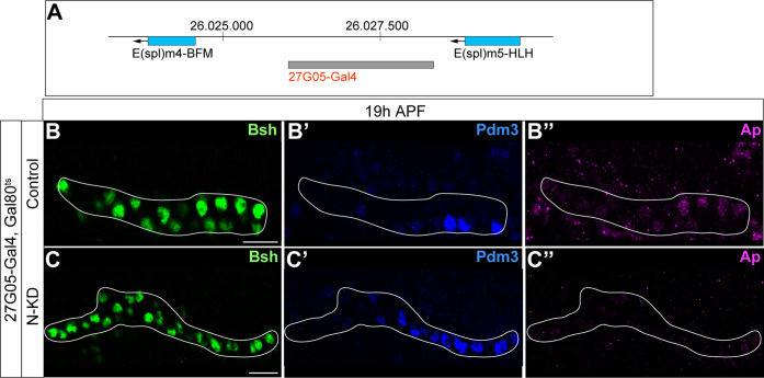 Figure 3—figure supplement 1.