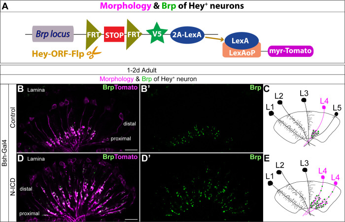 Figure 4—figure supplement 3.